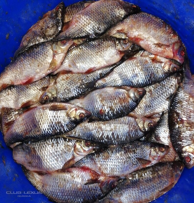 Продам Вкусную, Малосольную, Вяленую рыбу. Почта России. Продам Вкусную, Малосольную, Вяленую рыбу. Почта России.