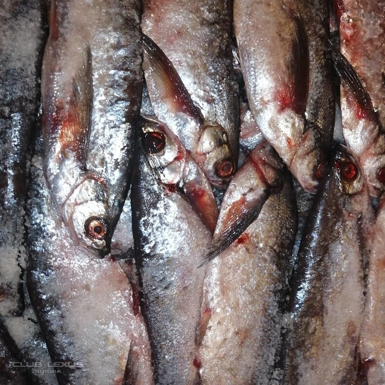 Продам Вкусную, Малосольную, Вяленую рыбу. Почта России. Продам Вкусную, Малосольную, Вяленую рыбу. Почта России.