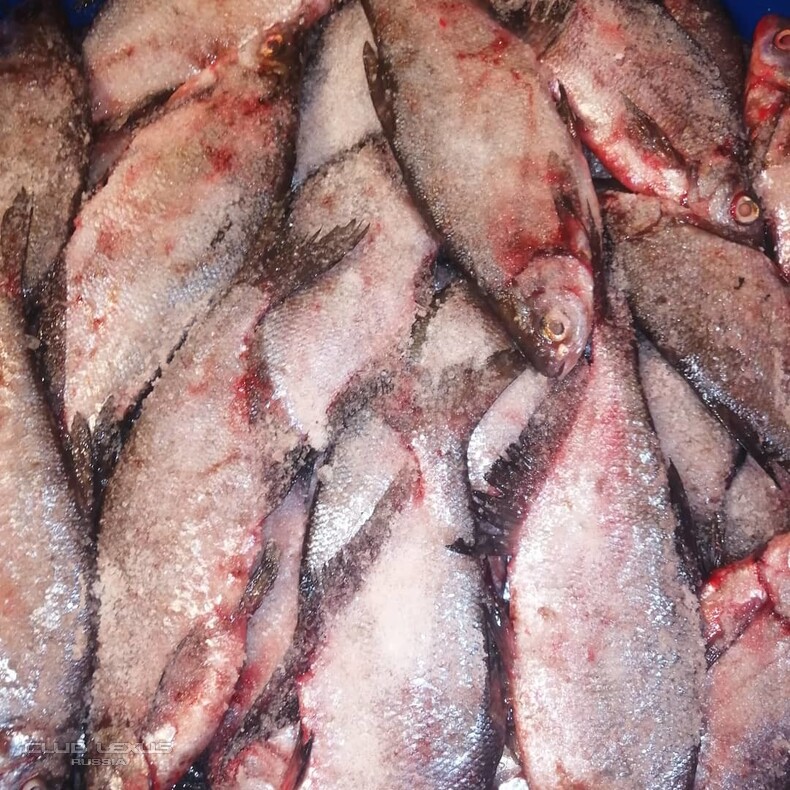 Продам Вкусную, Малосольную, Вяленую рыбу. Почта России. Продам Вкусную, Малосольную, Вяленую рыбу. Почта России.