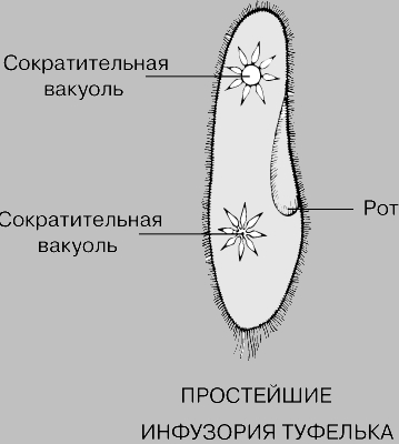 Инфузория-Туфелька под микроскопом – Статьи на сайте Четыре глаза