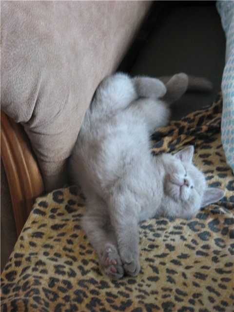 Котят никто не раздаёт? Котят никто не раздаёт?