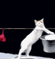 кошечки кошечки