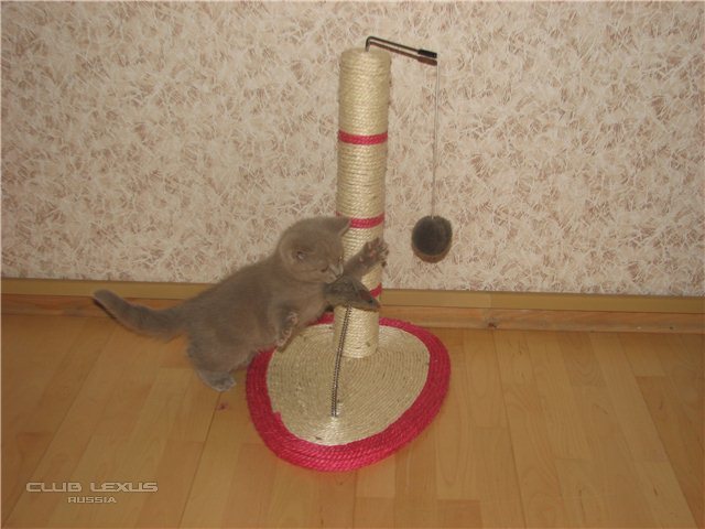 Котят никто не раздаёт? Котят никто не раздаёт?