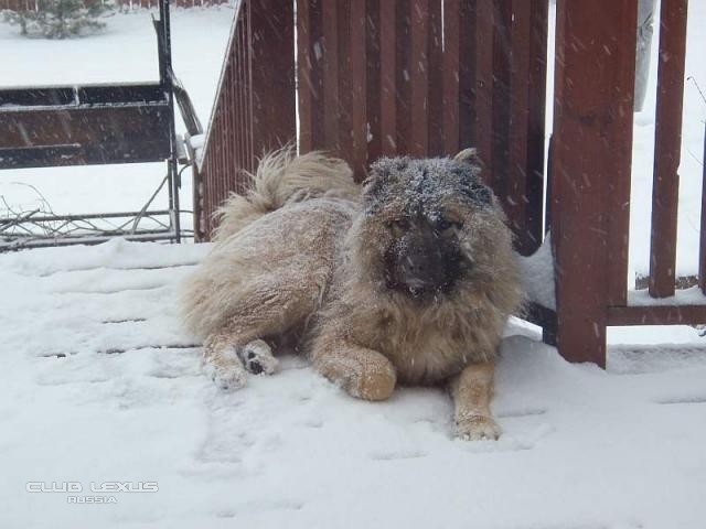 Наши домашние животные Наши домашние животные