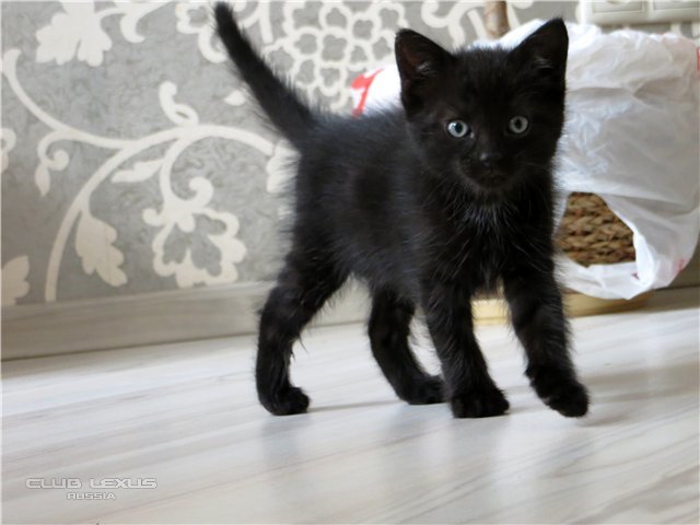 Котята Котята