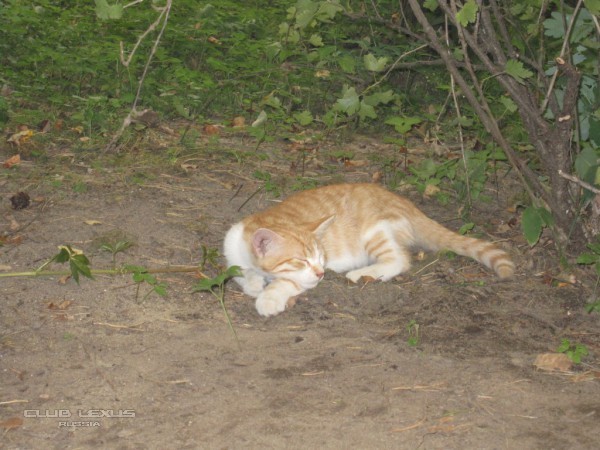 ОБО ВСЁМ 285 " Имени моего кота "Ржавого" ОБО ВСЁМ 285 " Имени моего кота "Ржавого"