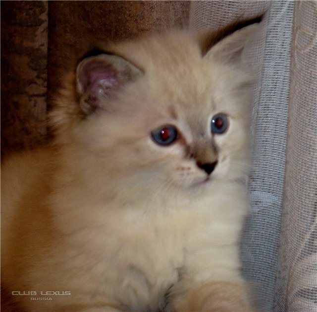 Продам сибирских котят Продам сибирских котят