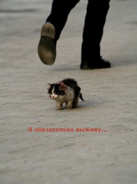 Отдам котенка в хорошие руки! Отдам котенка в хорошие руки!