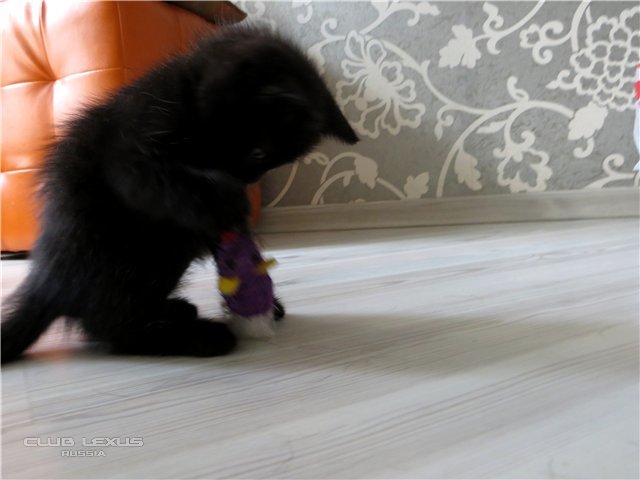 Котята Котята