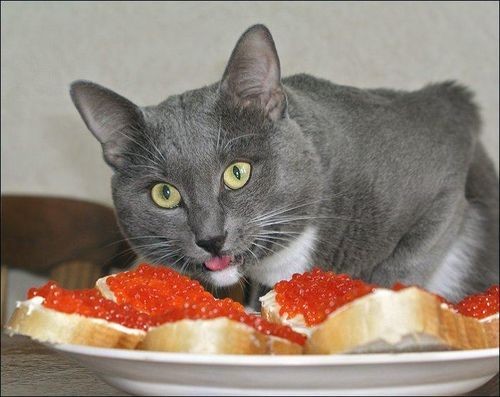 кошечки кошечки