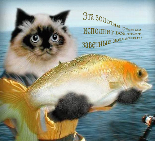 Кот с рыбкой с днем рождения Кот с рыбкой с днем рождения