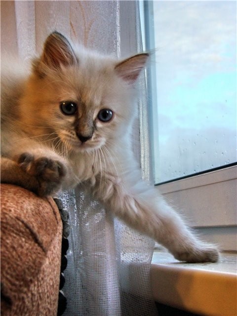 Продам сибирских котят Продам сибирских котят