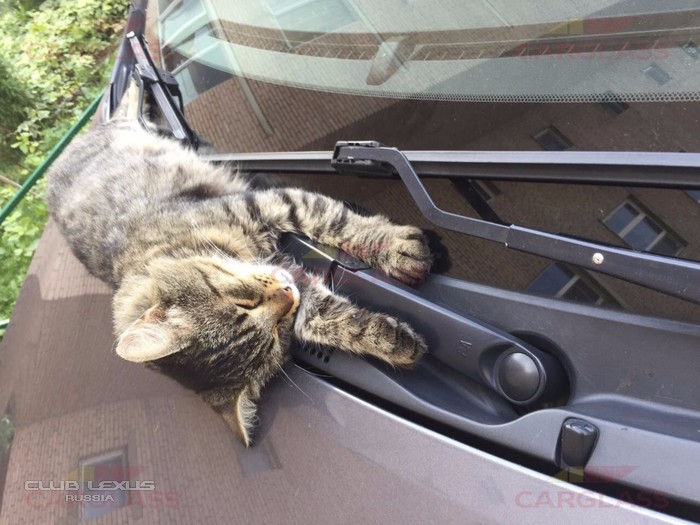 Carglass Carglass