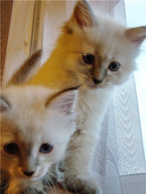 Продам сибирских котят Продам сибирских котят