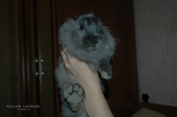 А вот мое чудо А вот мое чудо
