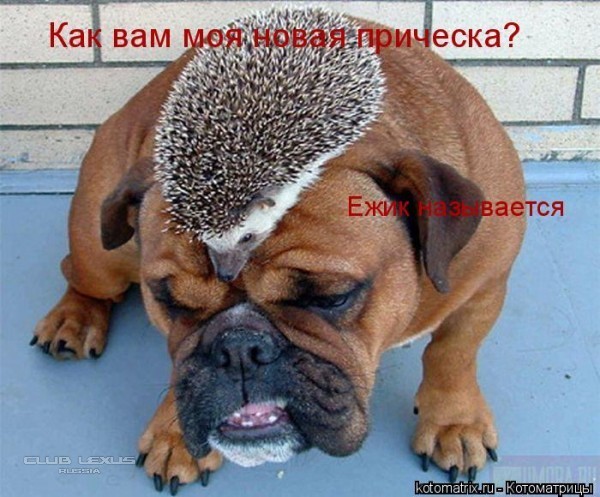 Собачки Собачки