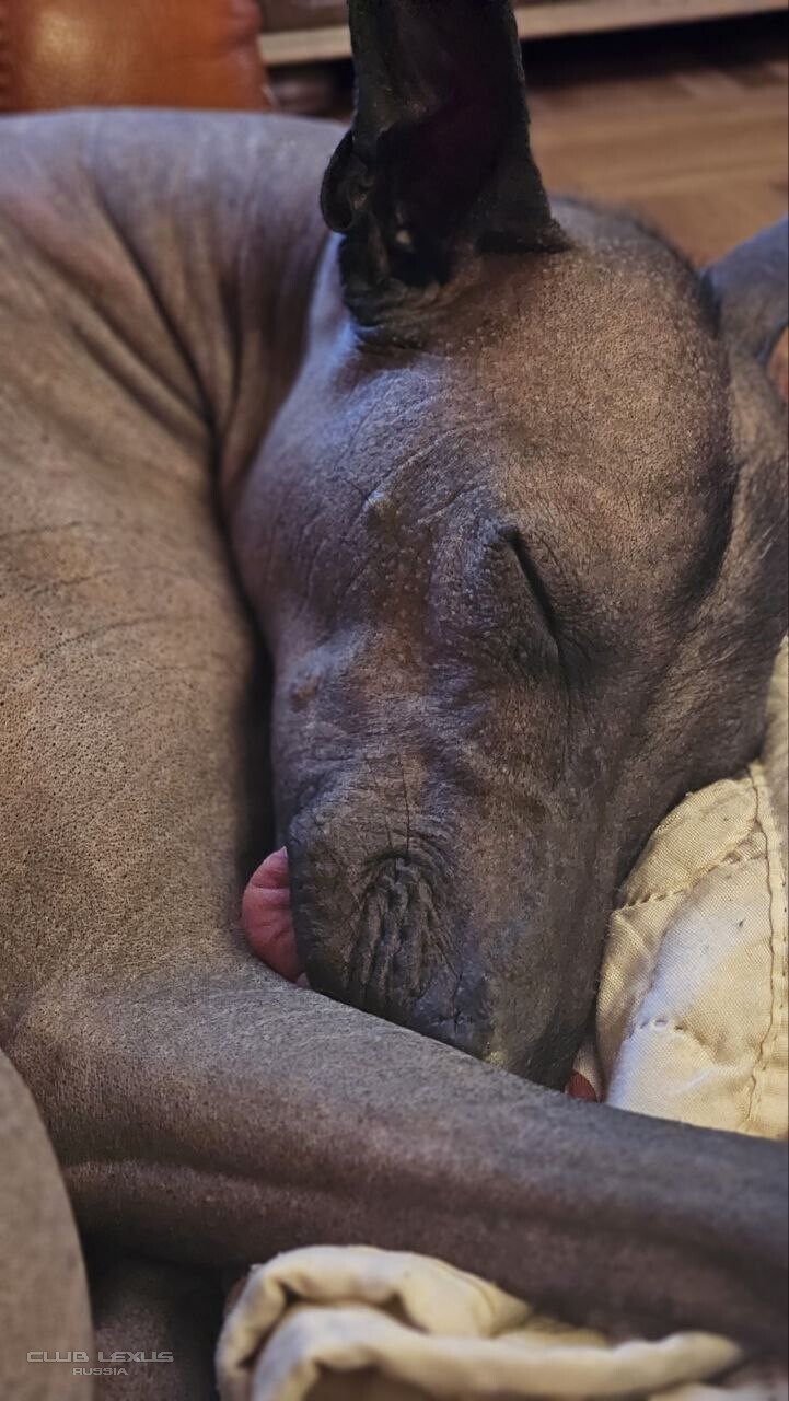 ��� ���� �631 ��������������