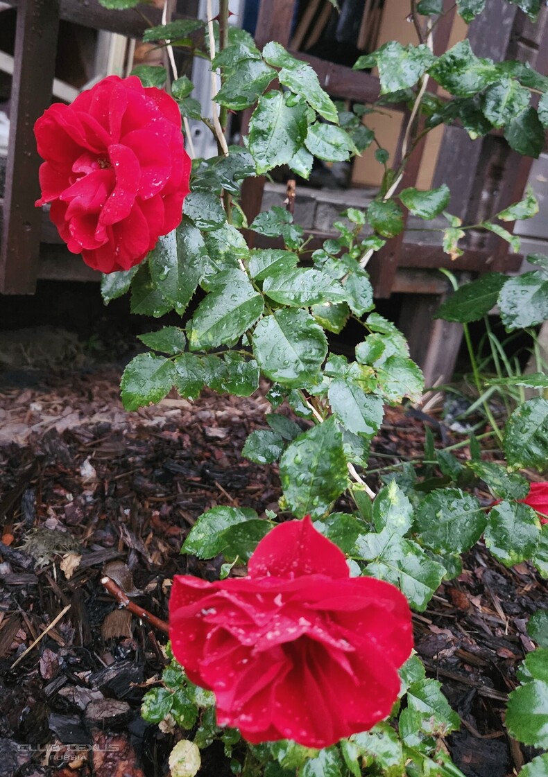 ��� ���� �638 �����������