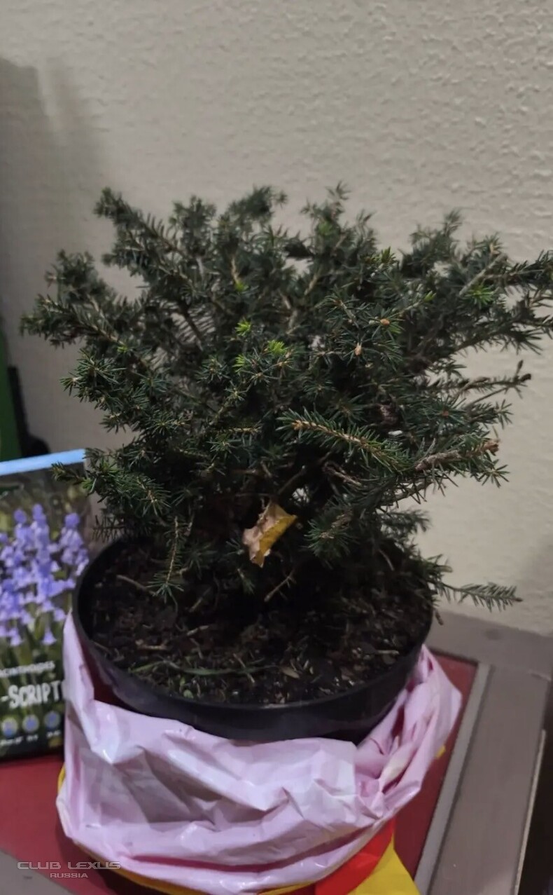 ��� ���� �641 �������������