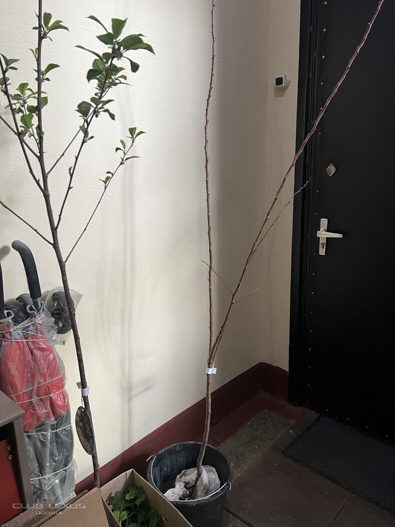 ��� ���� �636 ������������������������������