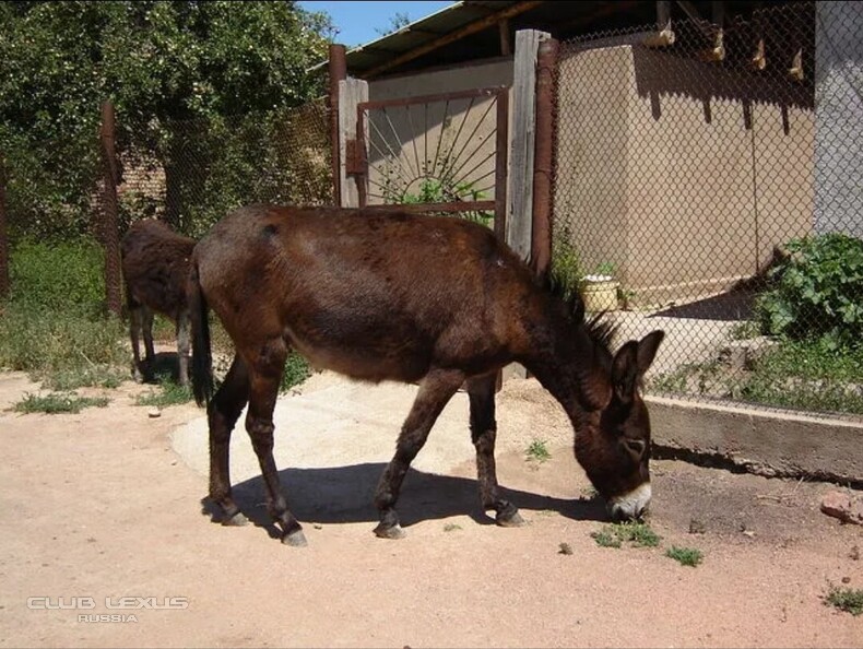 ��� ���� �635 ��������������������������