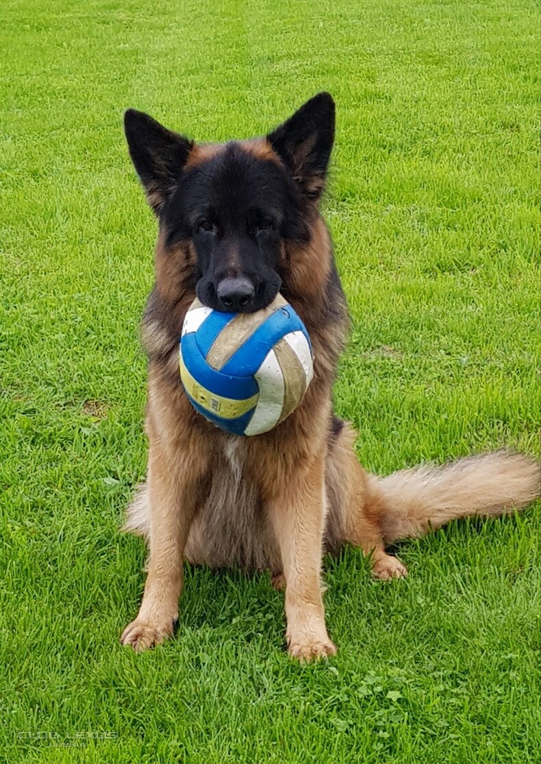 ��� ���� �636 ������������������������������