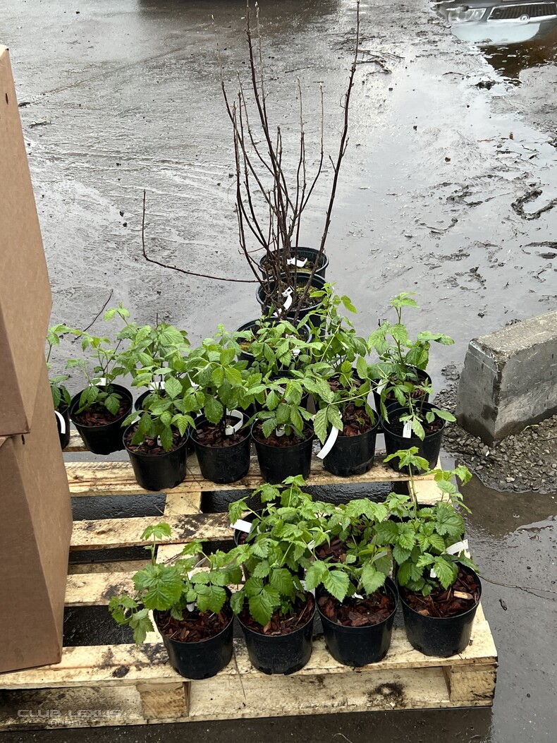 ��� ���� �635 ��������������������������