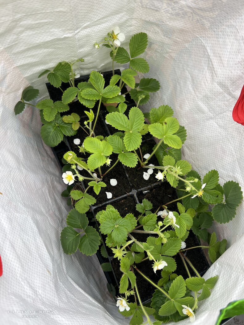 ��� ���� �635 ��������������������������