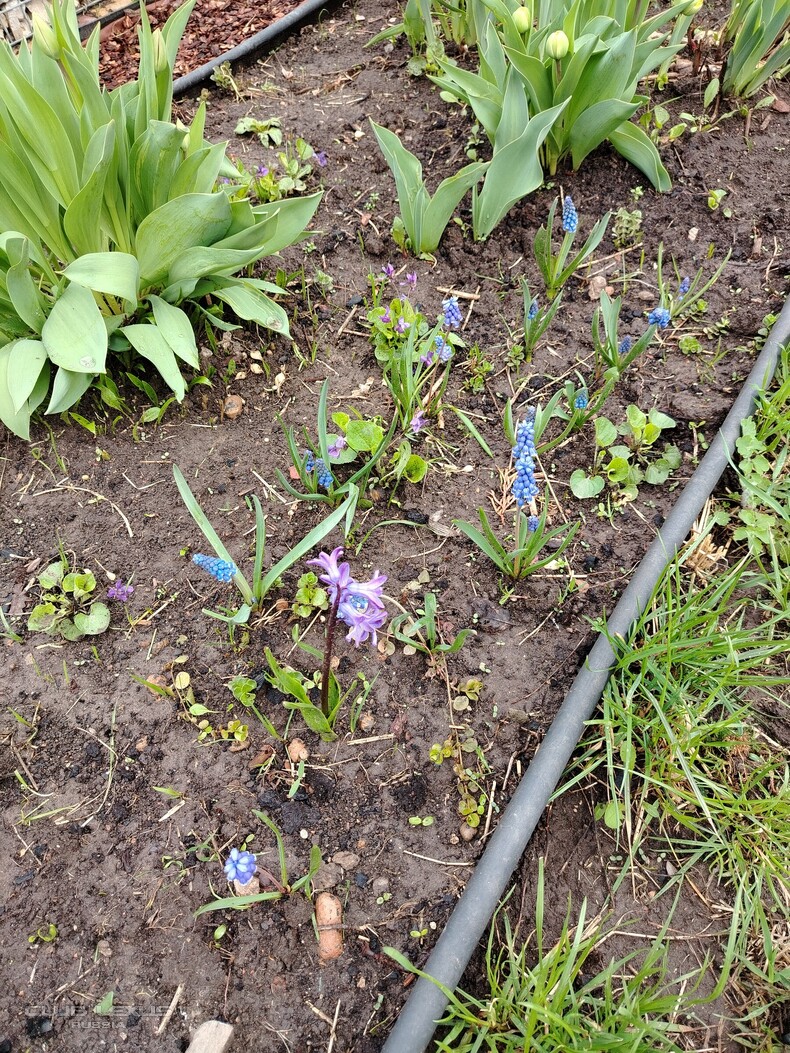 ��� ���� �636 ������������������������������