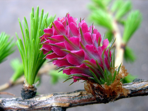 ��� ���� �633 �����������������������