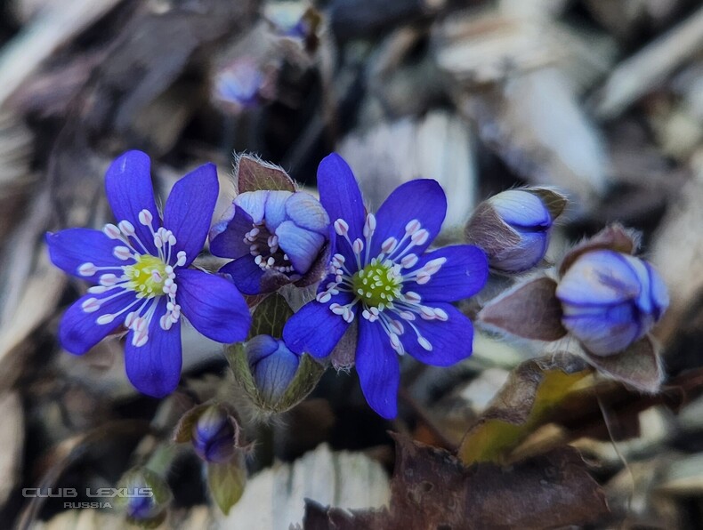 ��� ���� �635 ��������������������������