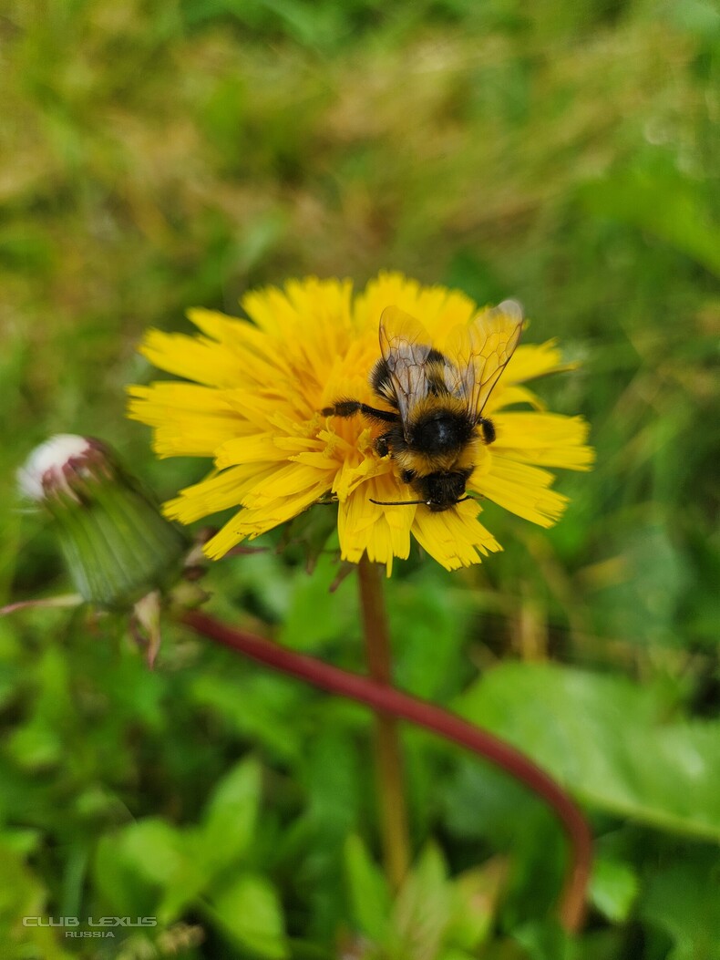 ��� ���� �625 ���-�-����-���������