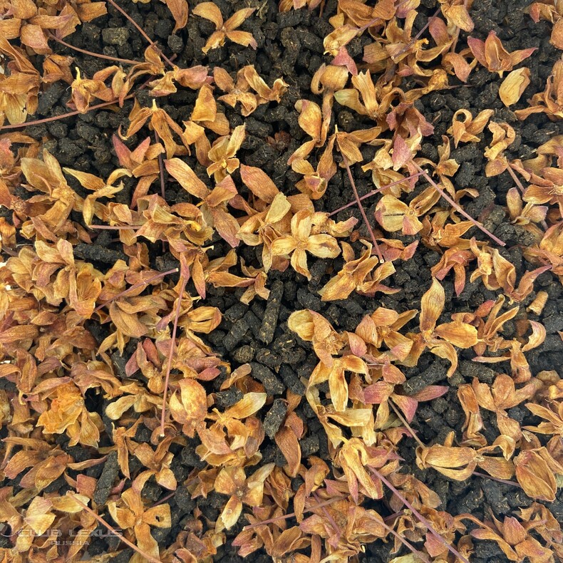 ����-���, �������, �����, ������� � ��������� �����