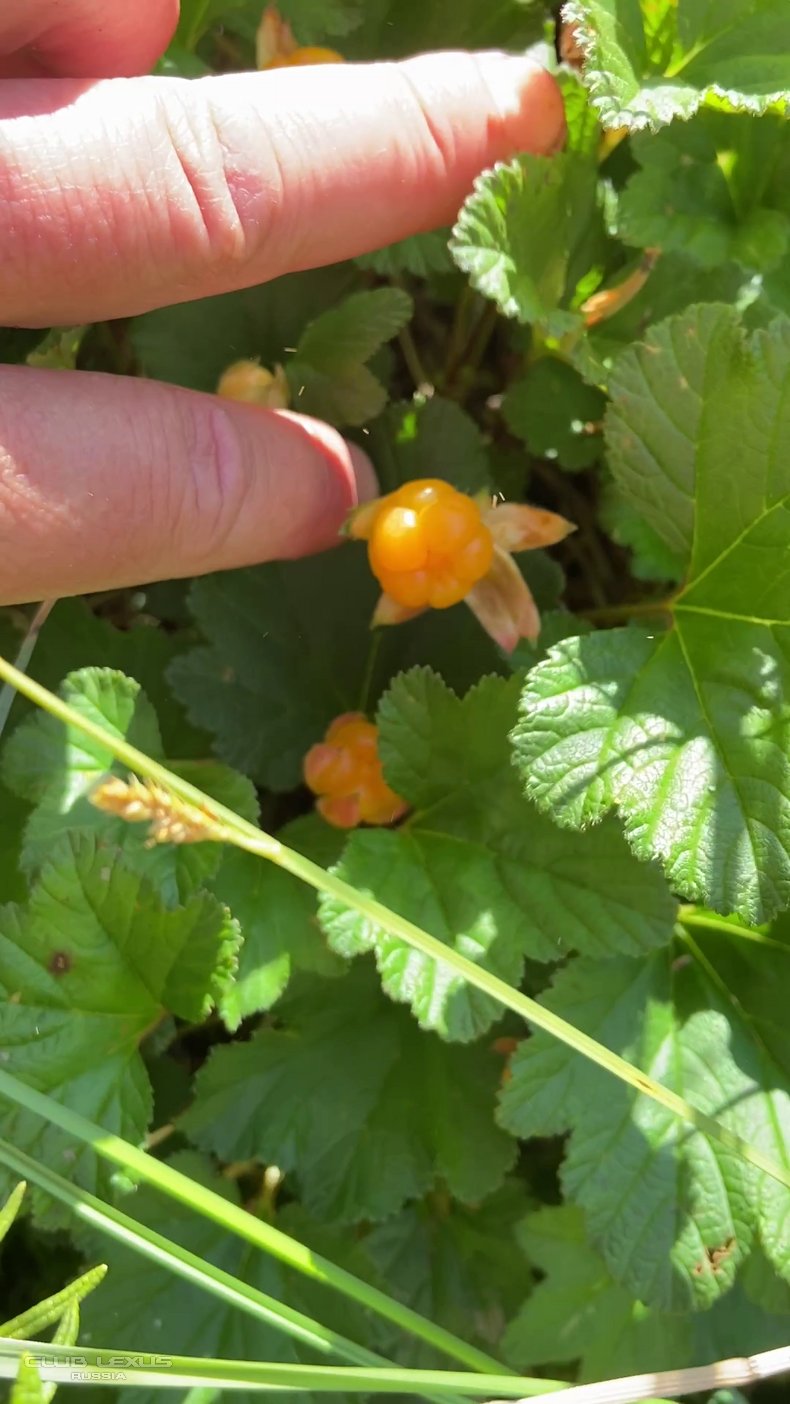 ����-���, �������, �����, ������� � ��������� �����