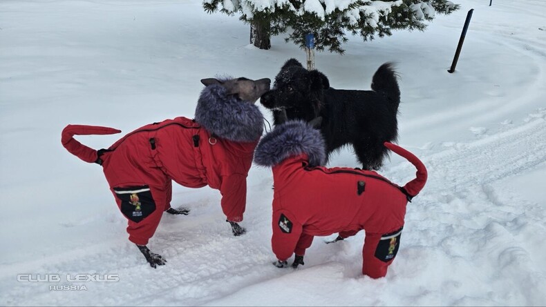 ��� ���� �631 ��������������