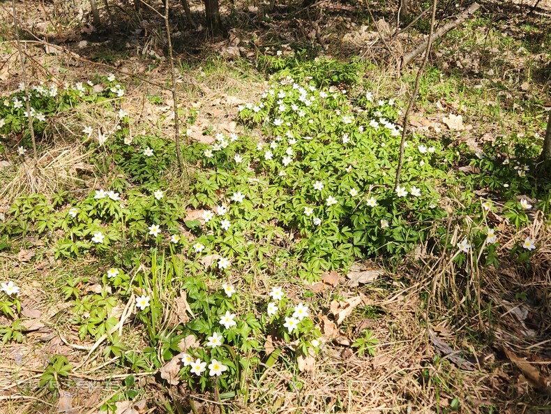 ��� ���� �636 ������������������������������