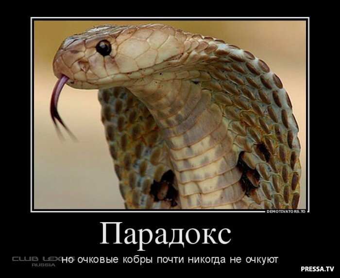Анимацией, картинки с надписью змеи