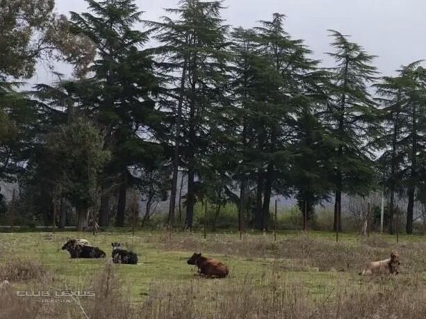 ��� ���� �635 ��������������������������