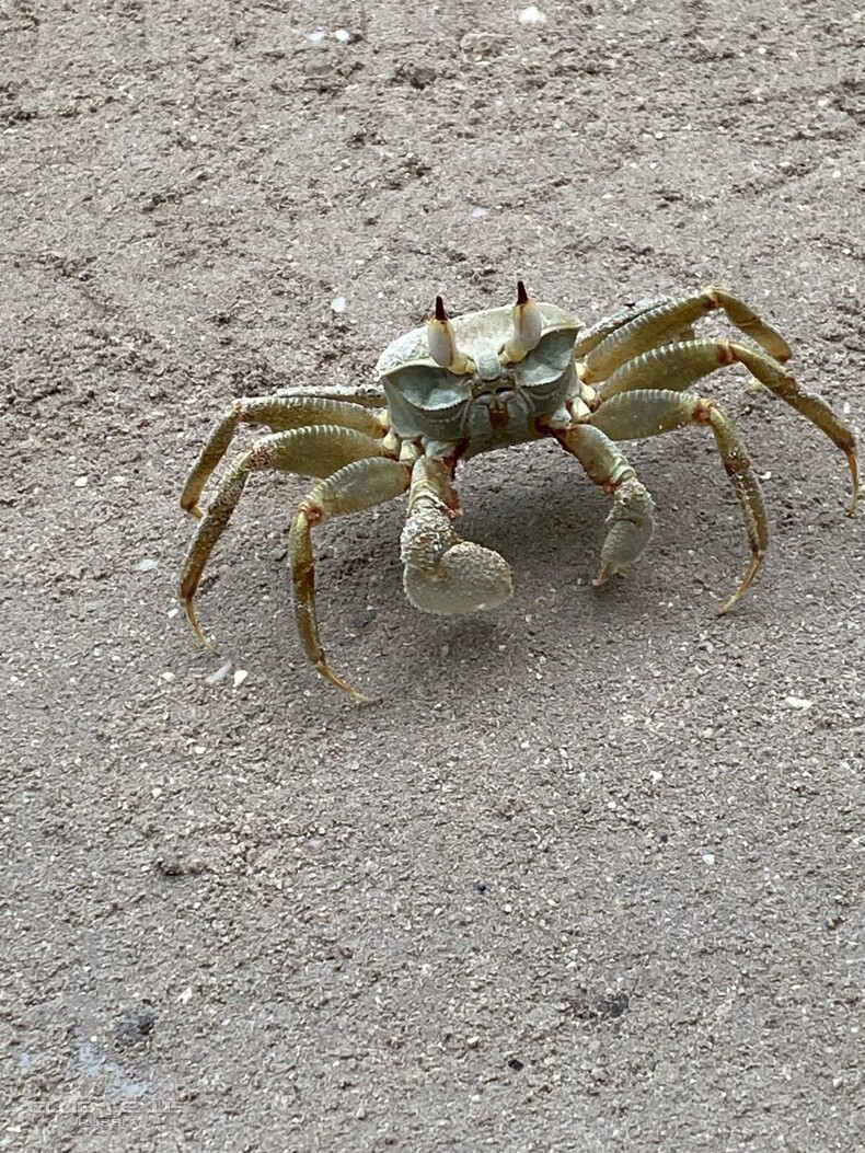 ��� ���� �631 ��������������