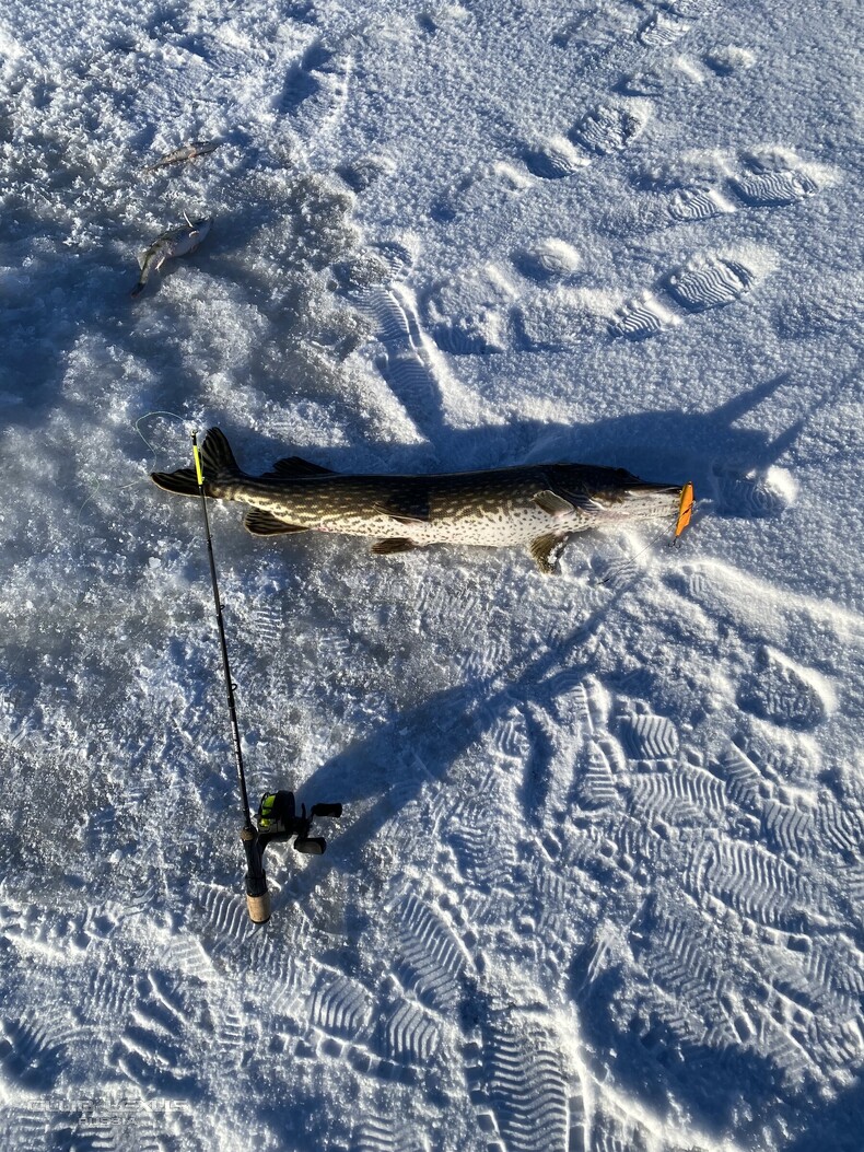 ��� ���� �632 �������������