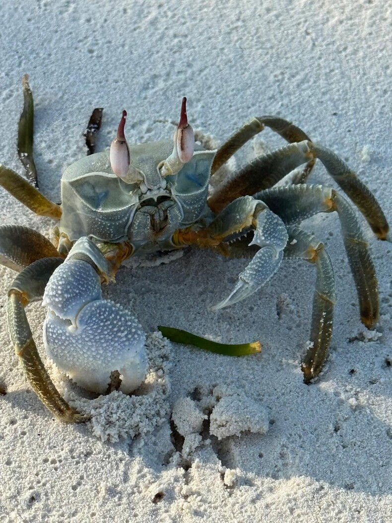 ��� ���� �632 �������������