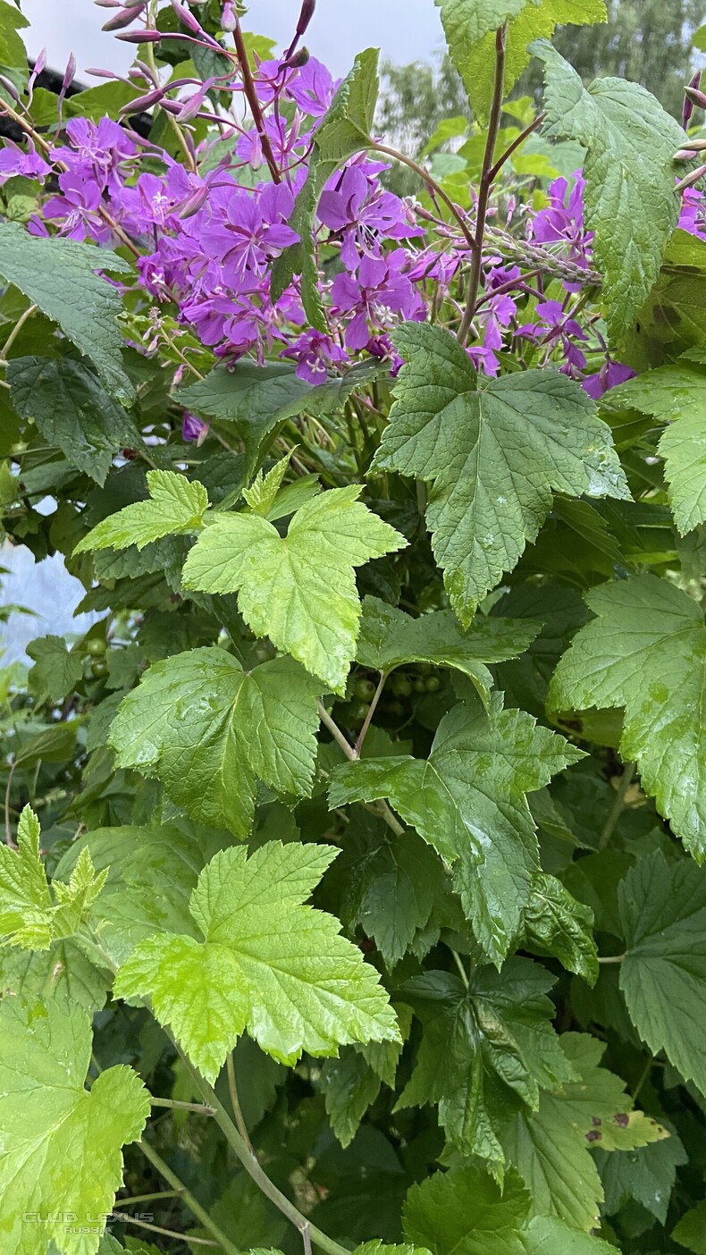 ����-���, �������, �����, ������� � ��������� �����