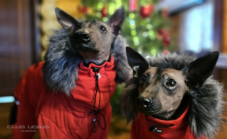 ��� ���� �631 ��������������