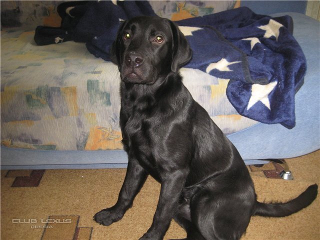 Лабрадор 6 месяцев. Лабрадор черный щенок 6 месяцев. Черный лабрадор щенок 5 месяцев. Лабрадор ретривер черный 6 мес. Щенок черного лабрадора 7 месяцев.