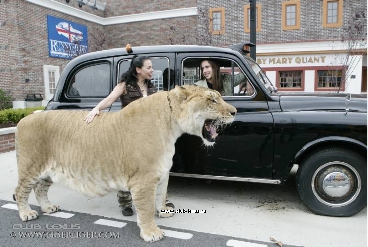 Лигр фото с человеком самый большой