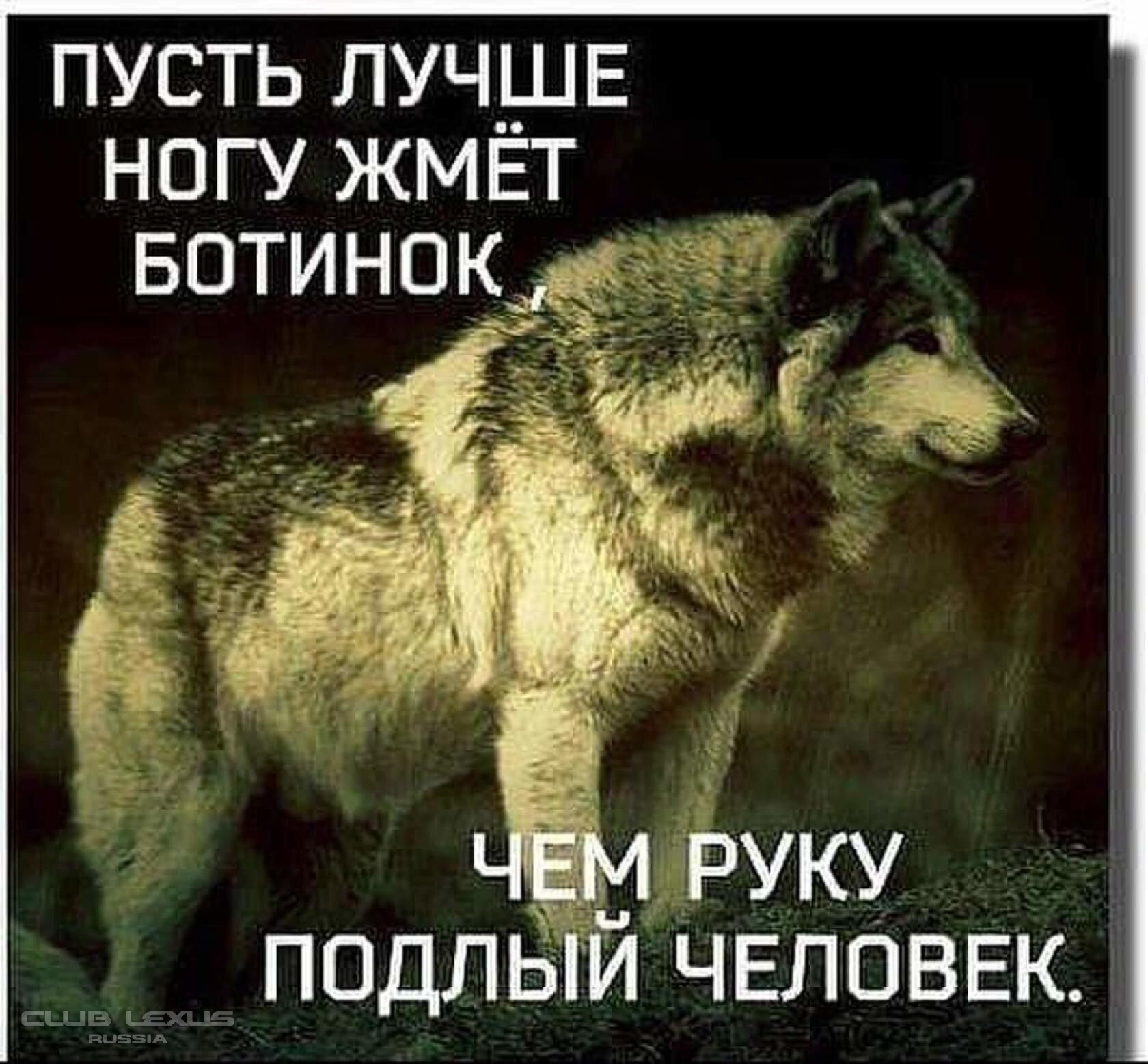 Картинки Волк Ауе
