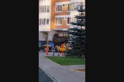   626 