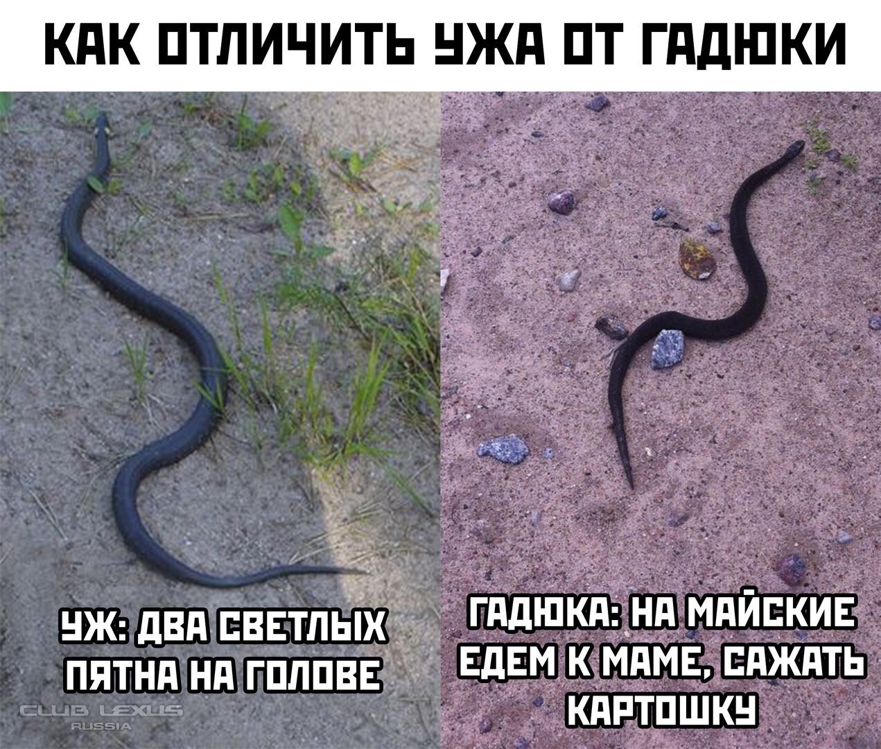Анекдоты Про Змей