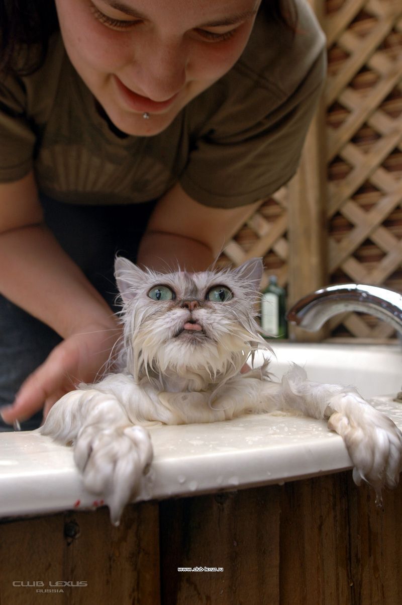 Моем кошке голову. Мокрая кошка. Кот купается. Кошка после купания. Мокрый кот в ванне.