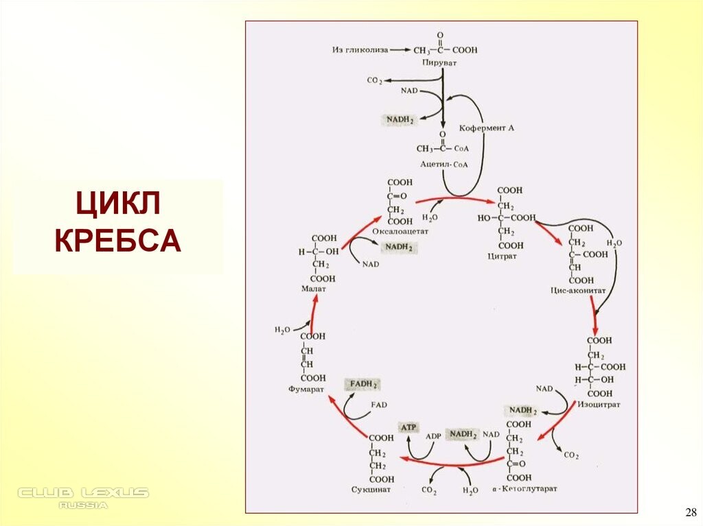 Синтез атф цикл кребса. Цикл трикарбоновых кислот Кребса биохимия. Цикл Кребса из пирувата. Окисление Глюкозы цикл Кребса. Цикл Кребса ЦТК.